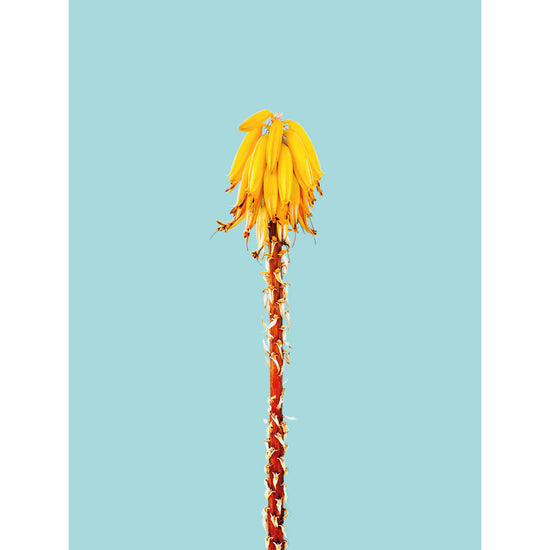 Queen Kerosin Magnetisches Markerboard - Banana Tree Online Shopping