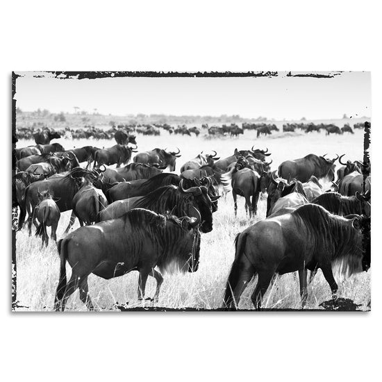 Queen Kerosin Acrylglasbild - Bisons Migrate Blitzverkäufe