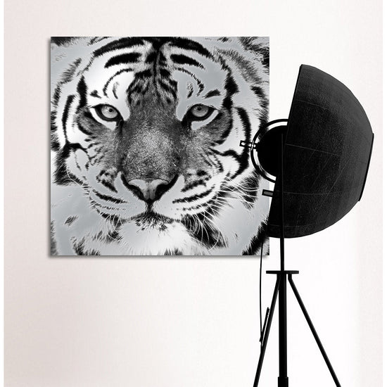 Queen Kerosin Aluminiumbild - Tiger Black Friday Preise