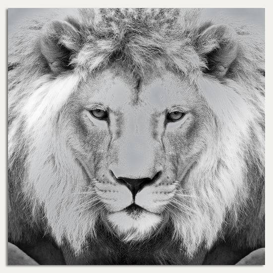 Queen Kerosin Aluminiumbild - Lions King 50% Rabatt für begrenzte Zeit
