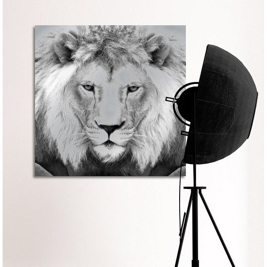 Queen Kerosin Aluminiumbild - Lions King 50% Rabatt für begrenzte Zeit
